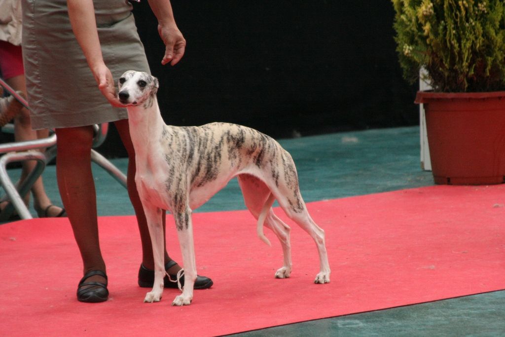 of victoria's gamble - COCO Best In Show Toulouse 2017!