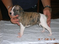 CHIOT